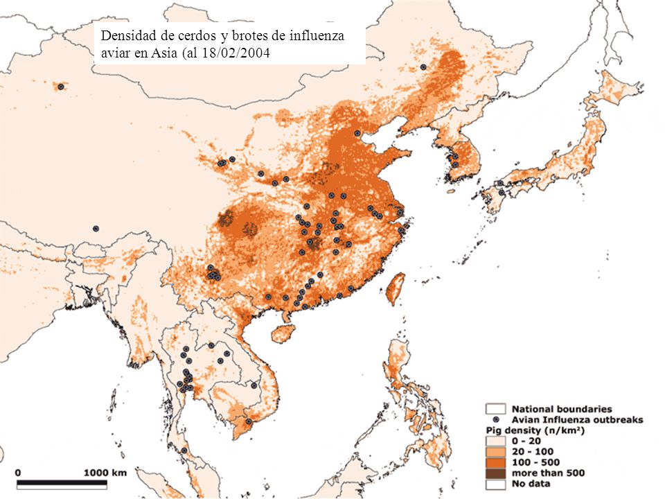 Densidad de cerdos y brotes de influenza aviar en Asia (al 18/02/2004