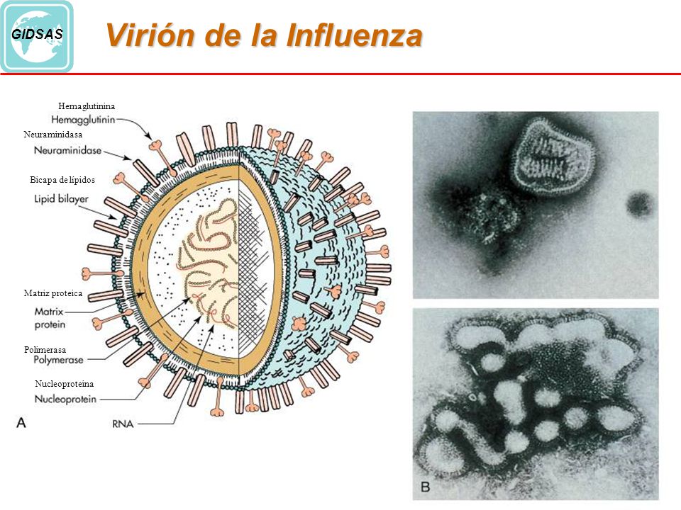 Virión de la Influenza Hemaglutinina. Neuraminidasa. Bicapa de lípidos. Matriz proteica.