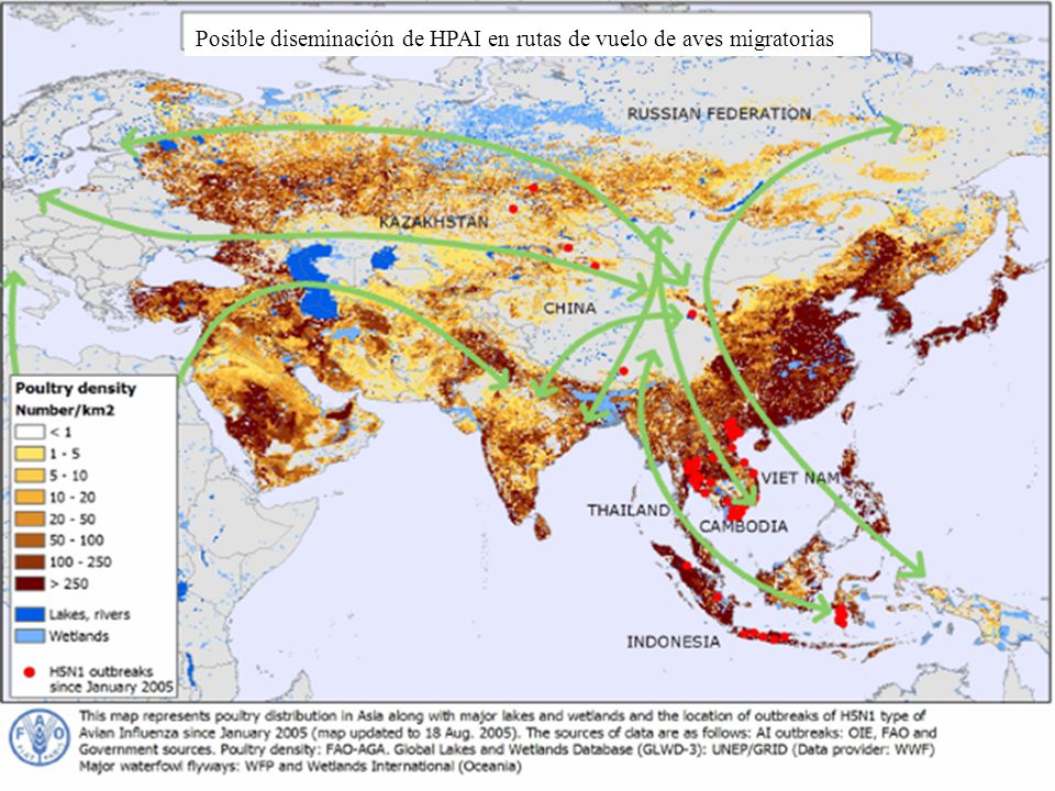 Posible diseminación de HPAI en rutas de vuelo de aves migratorias