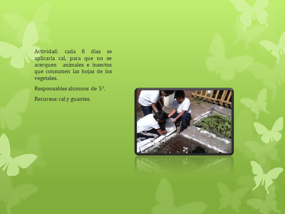 Actividad: cada 8 días se aplicaría cal, para que no se acerquen animales e insectos que consumen las hojas de los vegetales.