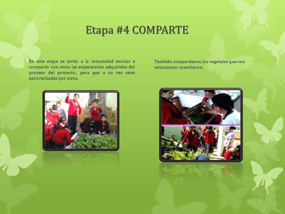 Etapa #4 COMPARTE También compartieron los vegetales que con entusiasmo cosecharon.