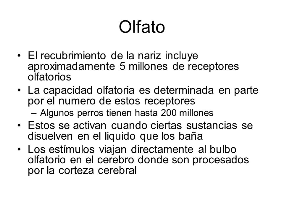 Olfato El recubrimiento de la nariz incluye aproximadamente 5 millones de receptores olfatorios.