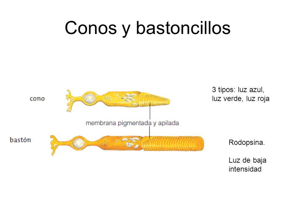 Conos y bastoncillos 3 tipos: luz azul, luz verde, luz roja Rodopsina.