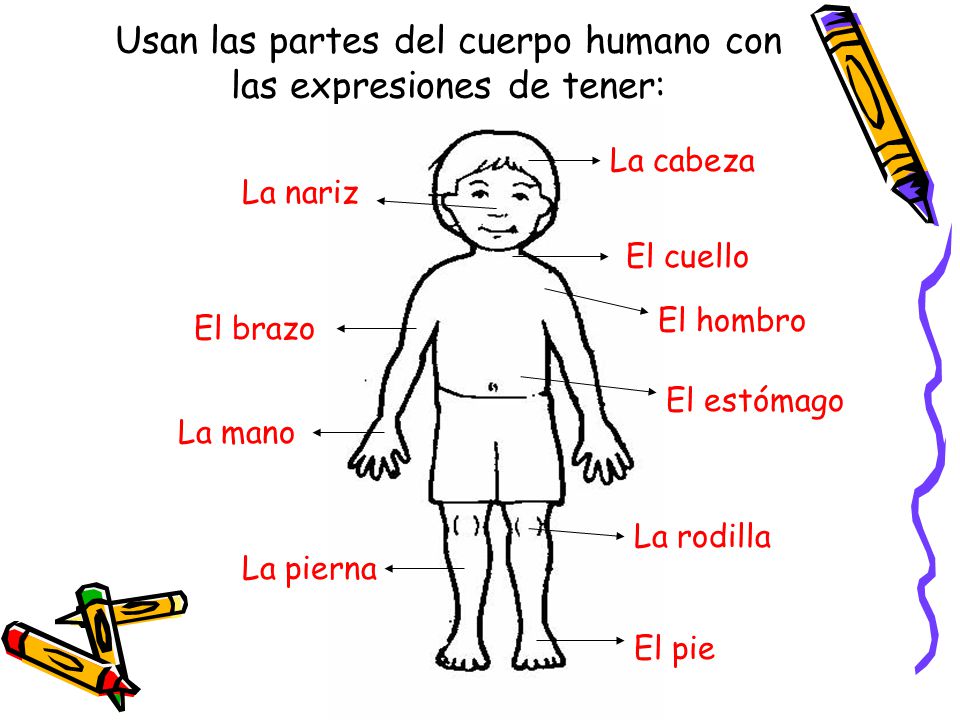 Usan las partes del cuerpo humano con las expresiones de tener: