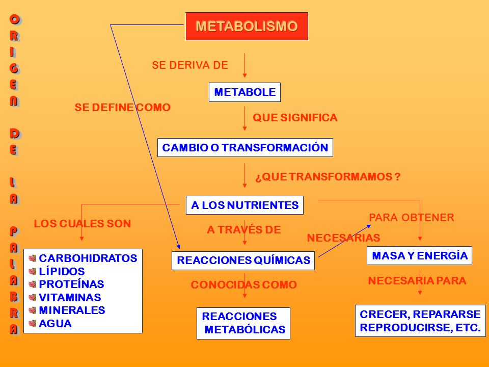 Metabolismo Mapa de conceptos - ppt video online descargar