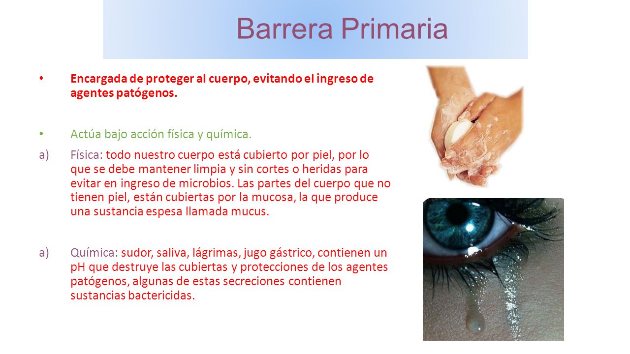 Barrera Primaria Encargada de proteger al cuerpo, evitando el ingreso de agentes patógenos. Actúa bajo acción física y química.