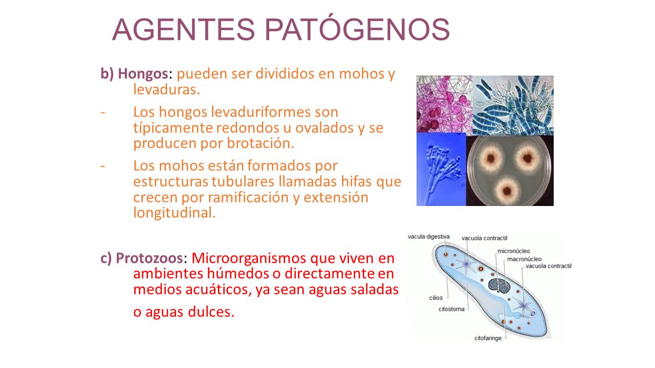 AGENTES PATÓGENOS b) Hongos: pueden ser divididos en mohos y levaduras.