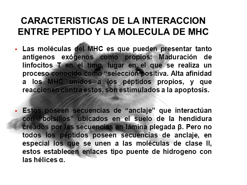CARACTERISTICAS DE LA INTERACCION ENTRE PEPTIDO Y LA MOLECULA DE MHC