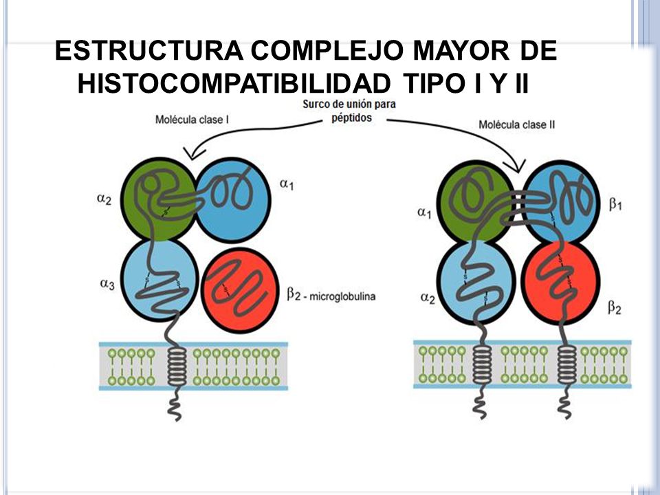 ESTRUCTURA COMPLEJO MAYOR DE HISTOCOMPATIBILIDAD TIPO I Y II