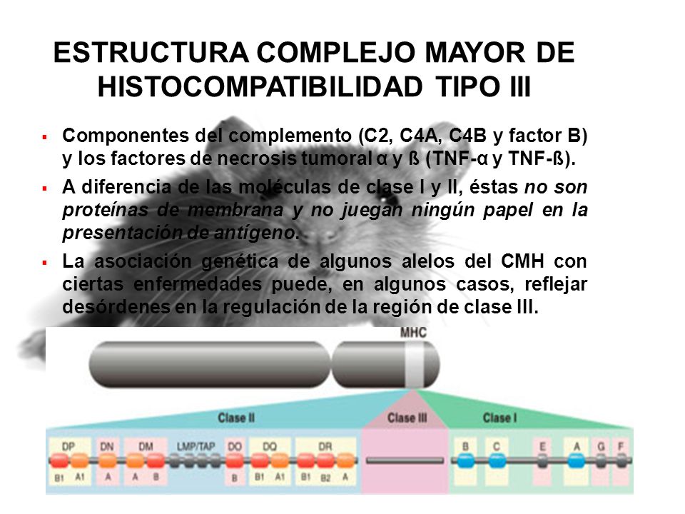 ESTRUCTURA COMPLEJO MAYOR DE HISTOCOMPATIBILIDAD TIPO III