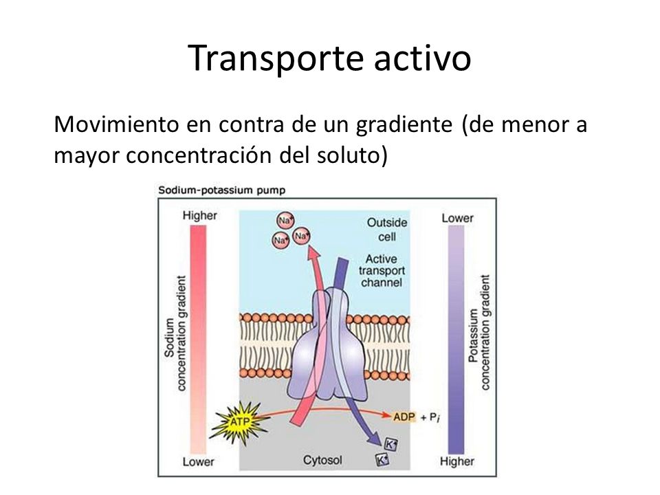 Transporte activo Movimiento en contra de un gradiente (de menor a mayor concentración del soluto)