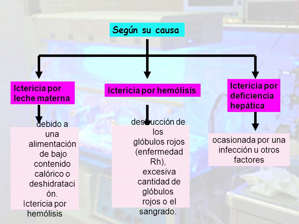 Según su causa Ictericia por Ictericia por Ictericia por hemólisis