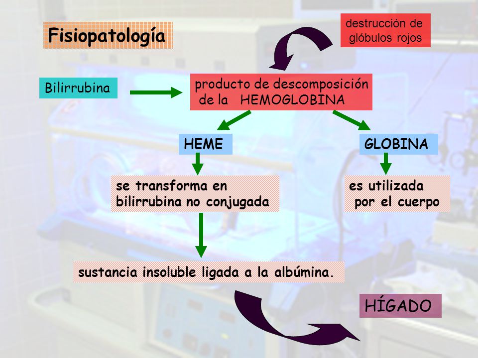 Fisiopatología HÍGADO producto de descomposición de la HEMOGLOBINA