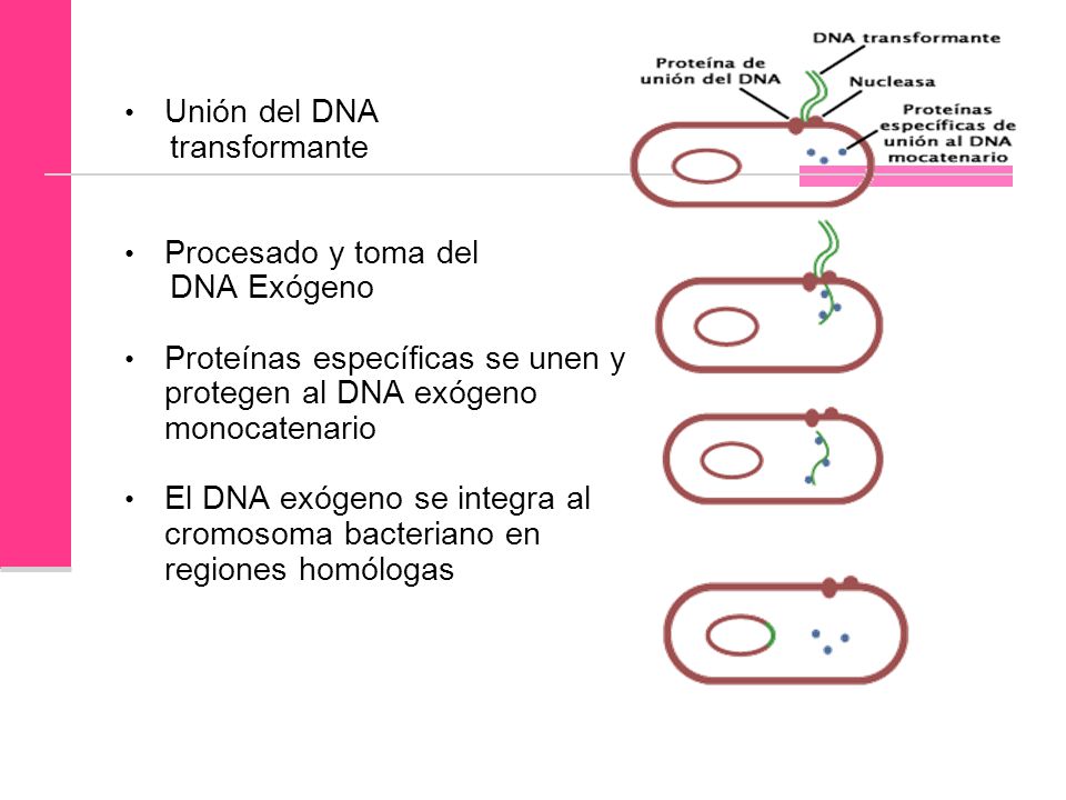 Unión del DNA transformante. Procesado y toma del. DNA Exógeno. Proteínas específicas se unen y protegen al DNA exógeno monocatenario.