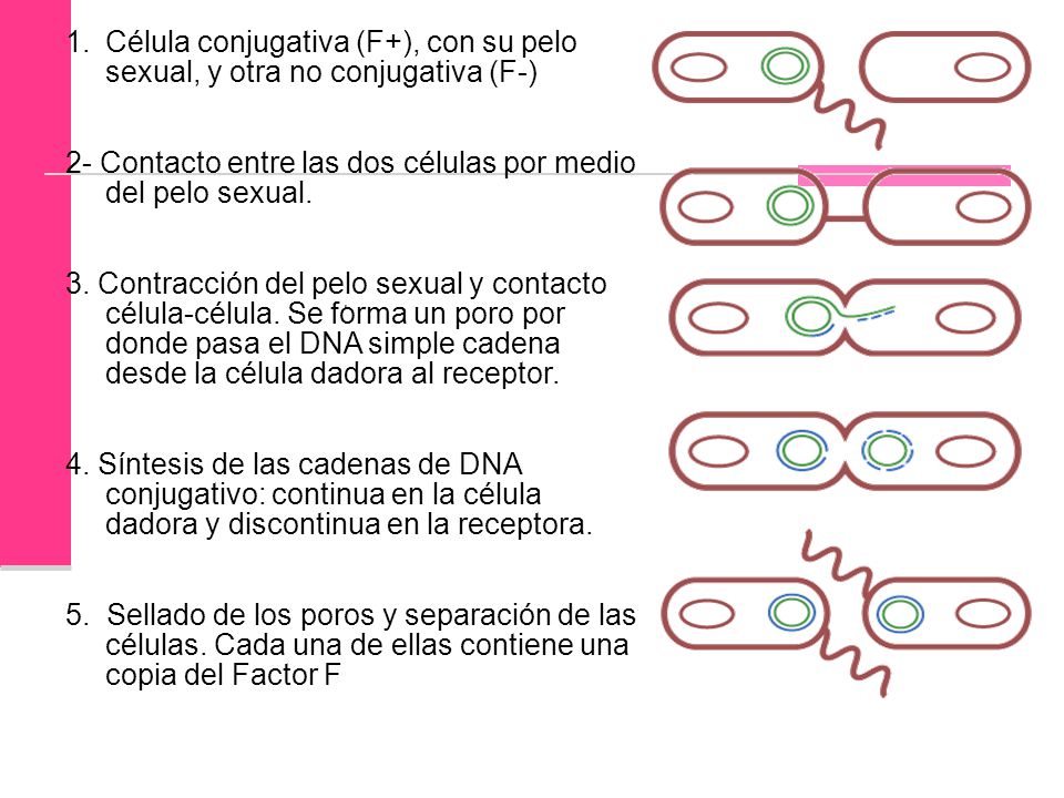 2- Contacto entre las dos células por medio del pelo sexual.