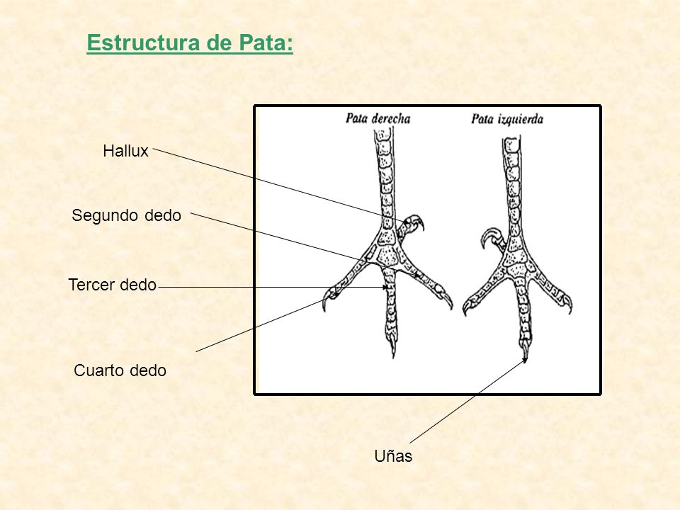Estructura de Pata: Hallux Segundo dedo Tercer dedo Cuarto dedo Uñas