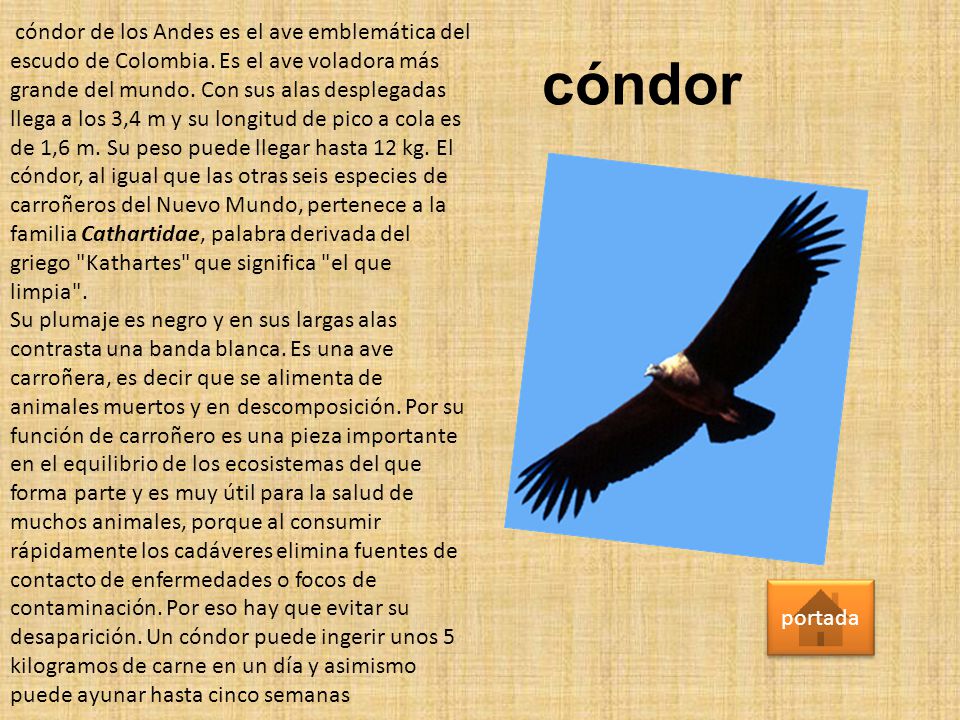 cóndor de los Andes es el ave emblemática del escudo de Colombia