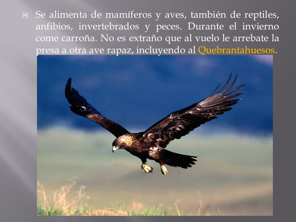 Se alimenta de mamíferos y aves, también de reptiles, anfibios, invertebrados y peces.