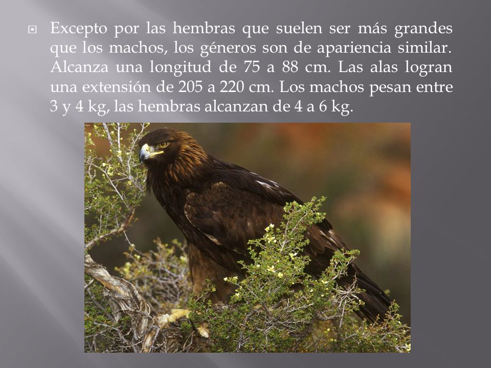Excepto por las hembras que suelen ser más grandes que los machos, los géneros son de apariencia similar.