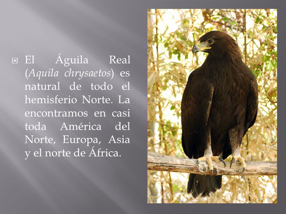 El Águila Real (Aquila chrysaetos) es natural de todo el hemisferio Norte.