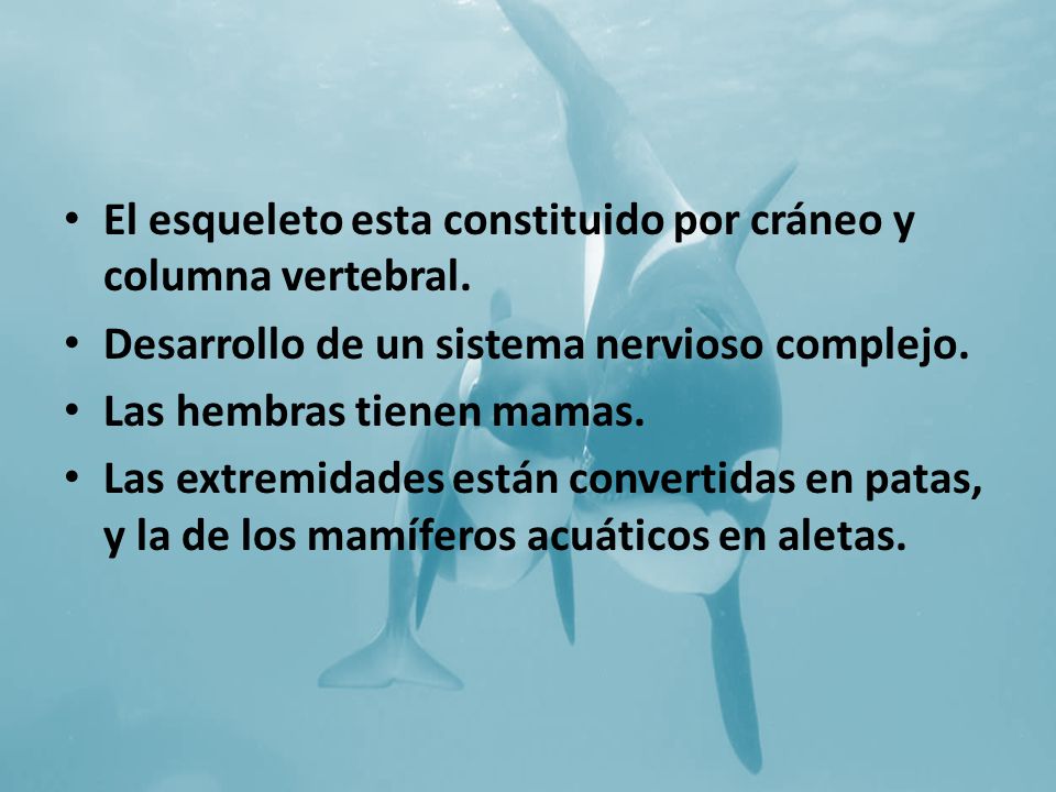 El esqueleto esta constituido por cráneo y columna vertebral.