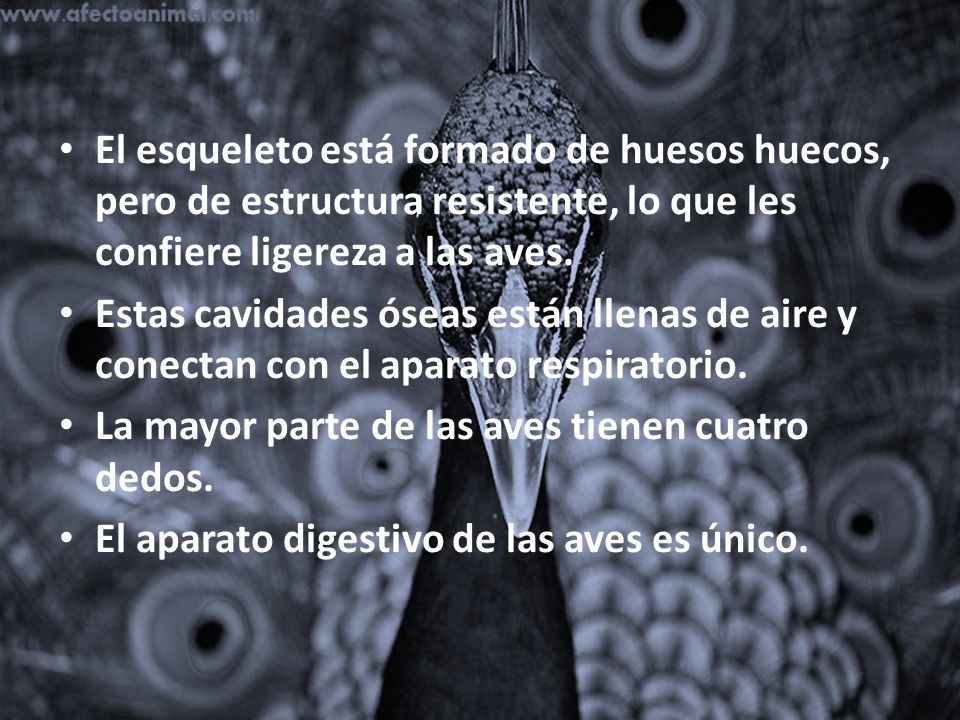 El esqueleto está formado de huesos huecos, pero de estructura resistente, lo que les confiere ligereza a las aves.