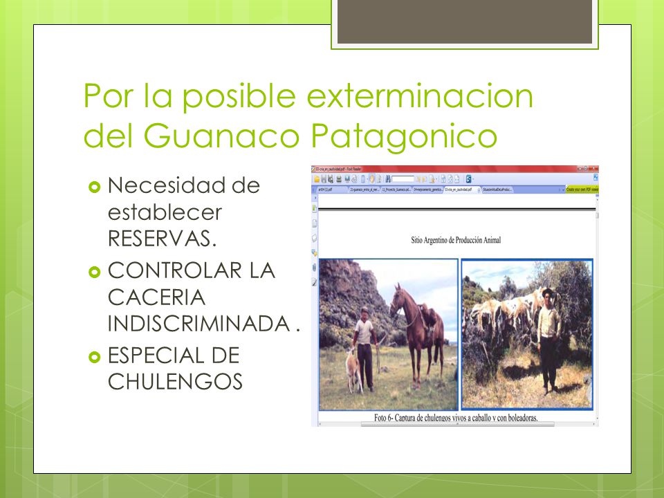 Por la posible exterminacion del Guanaco Patagonico