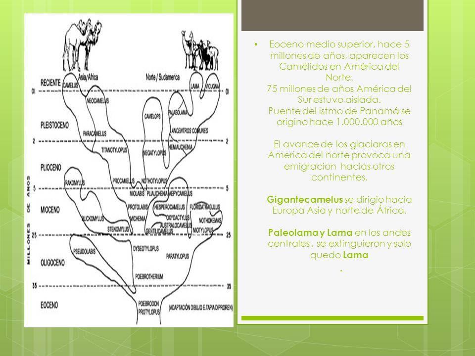 Eoceno medio superior, hace 5 millones de años, aparecen los Camélidos en Amé­rica del Norte.