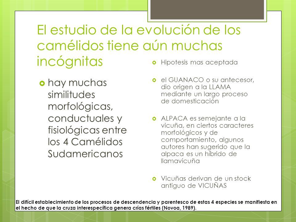 El estudio de la evolución de los camélidos tiene aún muchas incógnitas