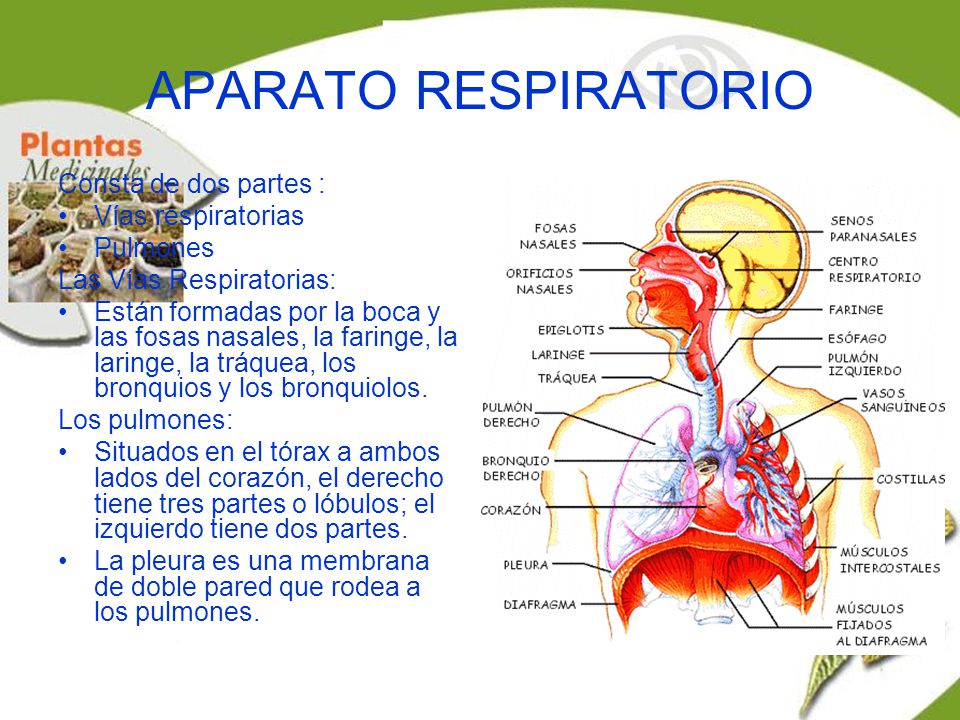 APARATO RESPIRATORIO Consta de dos partes : Vías respiratorias