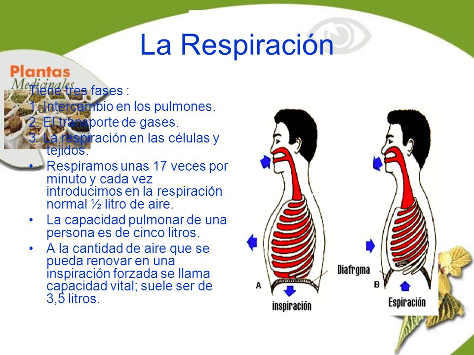 La Respiración Tiene tres fases : 1. Intercambio en los pulmones.