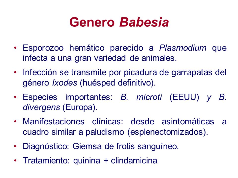 Genero Babesia Esporozoo hemático parecido a Plasmodium que infecta a una gran variedad de animales.