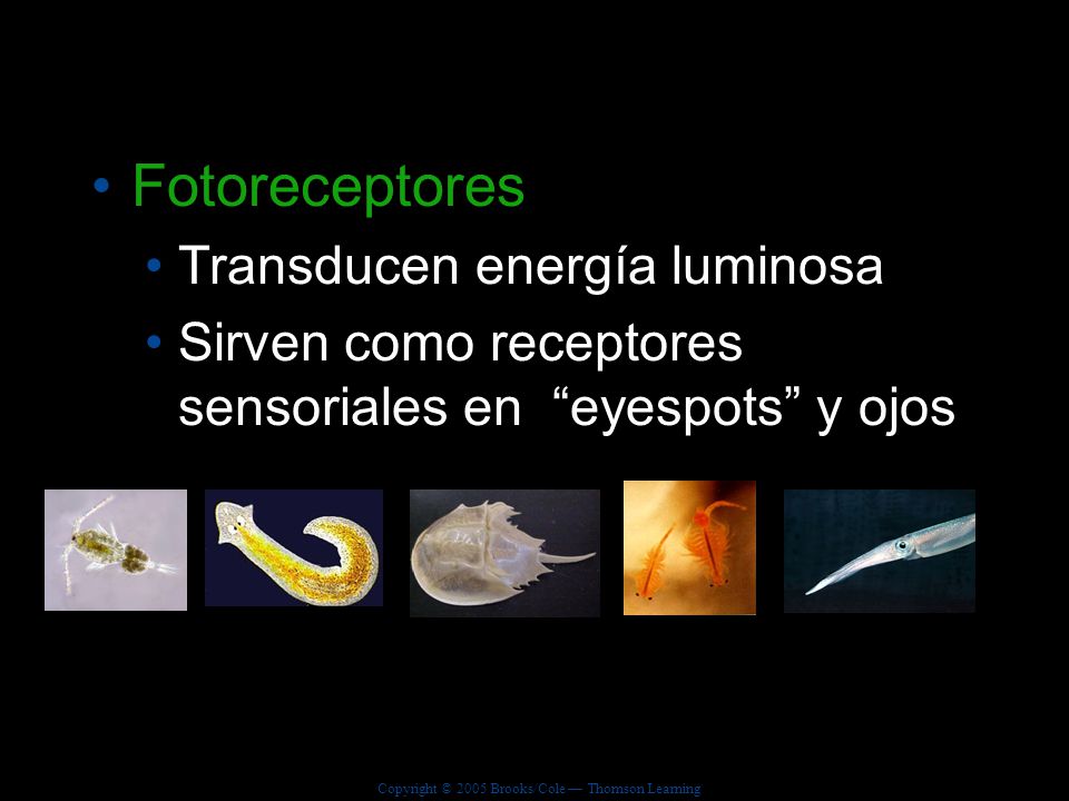Fotoreceptores Transducen energía luminosa
