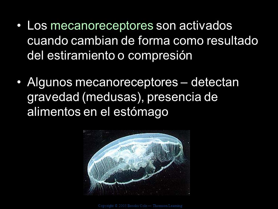 Los mecanoreceptores son activados cuando cambian de forma como resultado del estiramiento o compresión
