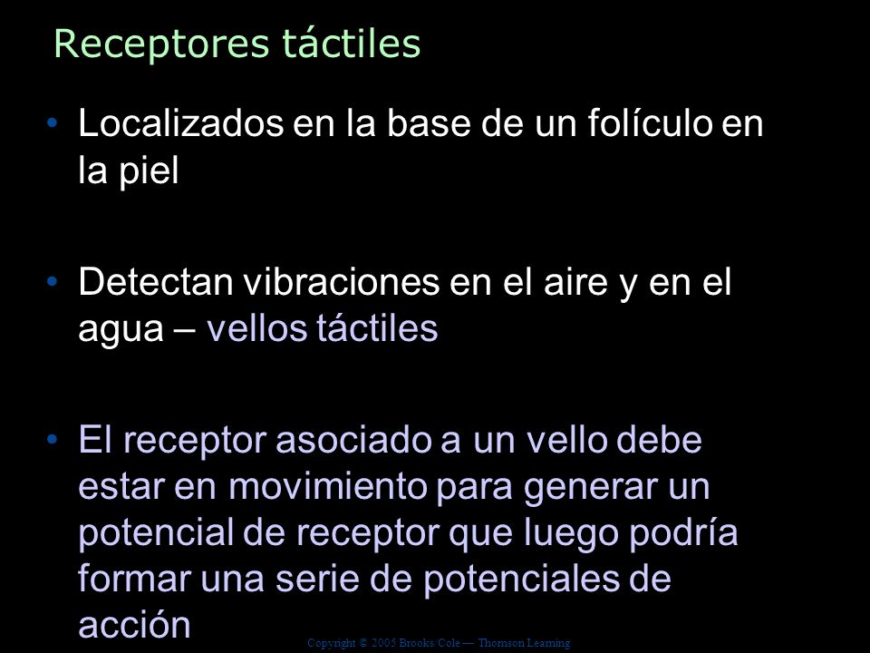 Receptores táctiles Localizados en la base de un folículo en la piel. Detectan vibraciones en el aire y en el agua – vellos táctiles.