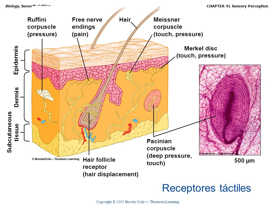 Receptores táctiles Ruffini corpuscle (pressure) Free nerve endings
