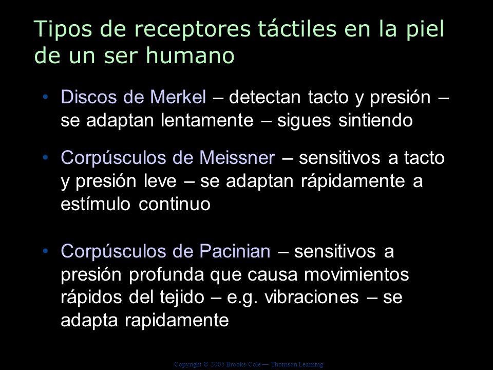 Tipos de receptores táctiles en la piel de un ser humano