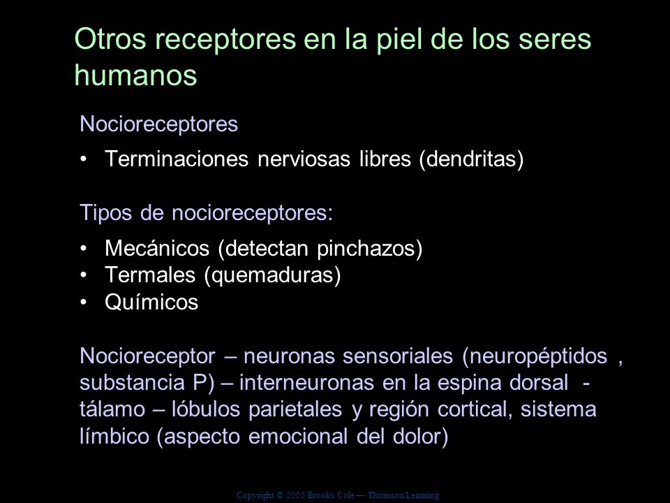 Otros receptores en la piel de los seres humanos