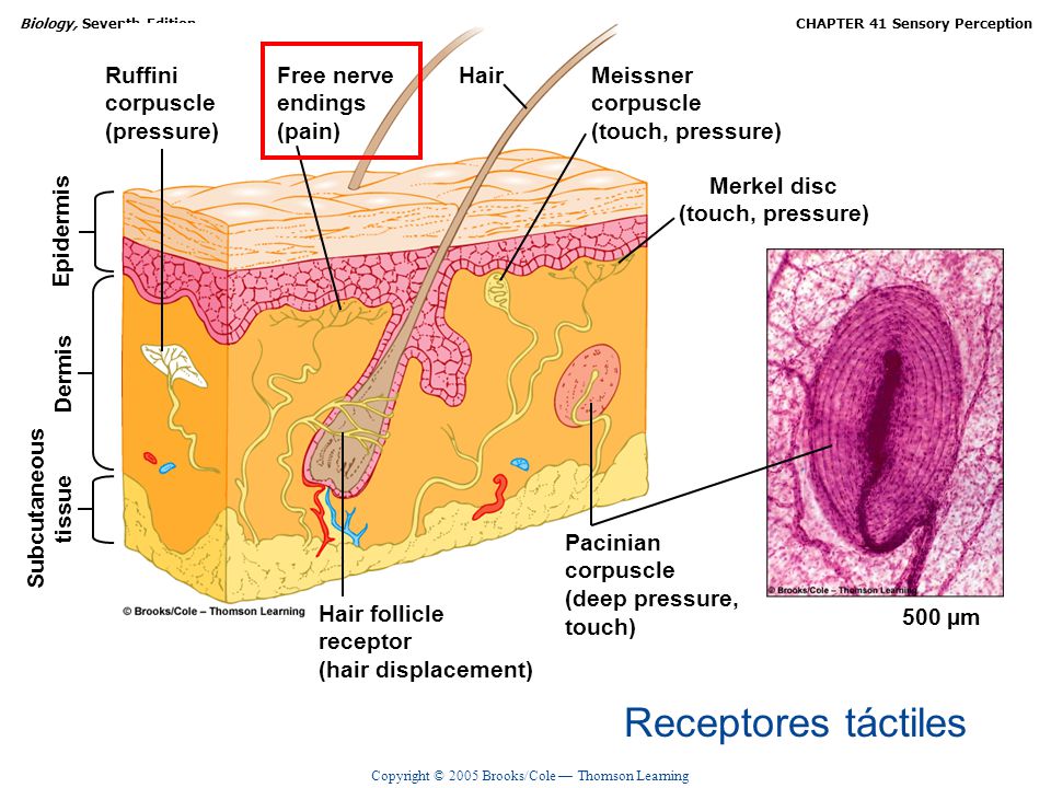 Receptores táctiles Ruffini corpuscle (pressure) Free nerve endings