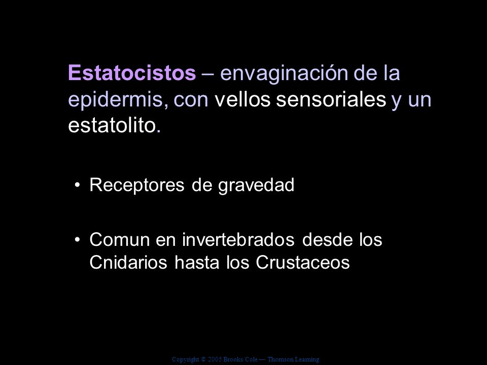 Estatocistos – envaginación de la epidermis, con vellos sensoriales y un estatolito.