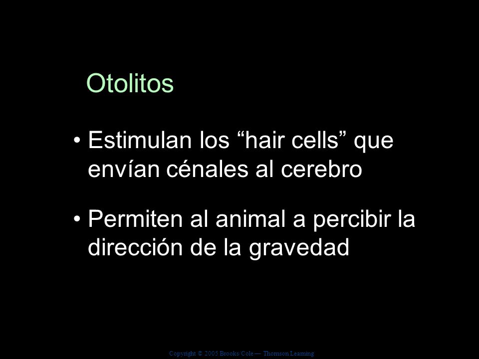 Otolitos Estimulan los hair cells que envían cénales al cerebro