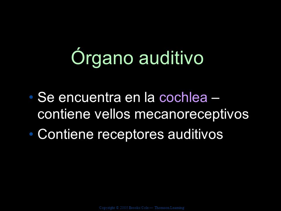 Órgano auditivo Se encuentra en la cochlea – contiene vellos mecanoreceptivos.