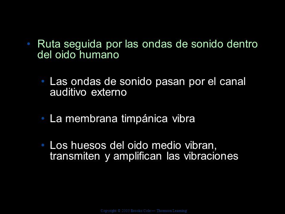 Ruta seguida por las ondas de sonido dentro del oido humano