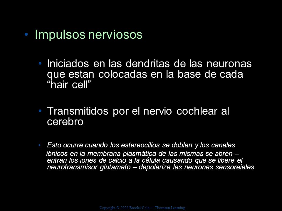 Impulsos nerviosos Iniciados en las dendritas de las neuronas que estan colocadas en la base de cada hair cell