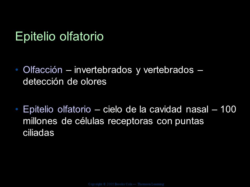 Epitelio olfatorio Olfacción – invertebrados y vertebrados – detección de olores.
