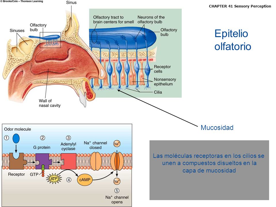 Epitelio olfatorio Mucosidad Las moléculas receptoras en los cilios se