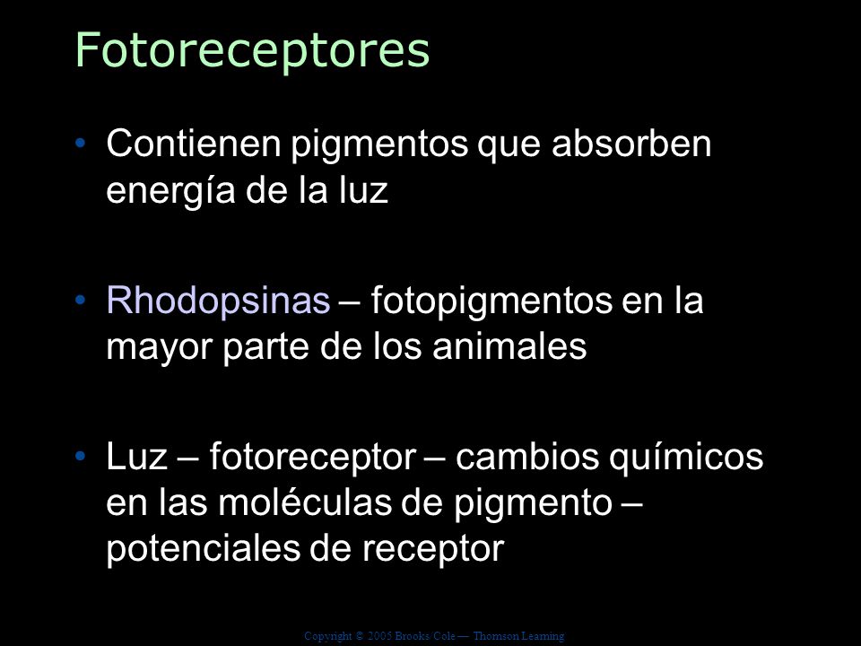 Fotoreceptores Contienen pigmentos que absorben energía de la luz