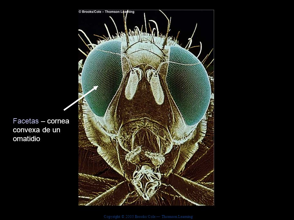 Facetas – cornea convexa de un omatidio