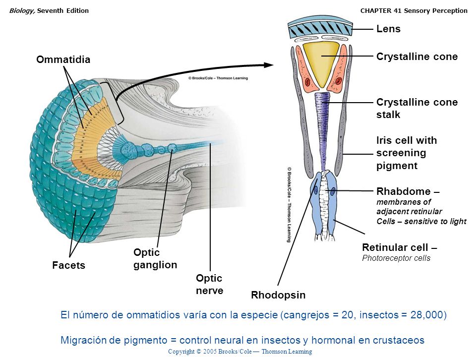 Lens Crystalline cone Ommatidia Crystalline cone stalk Iris cell with