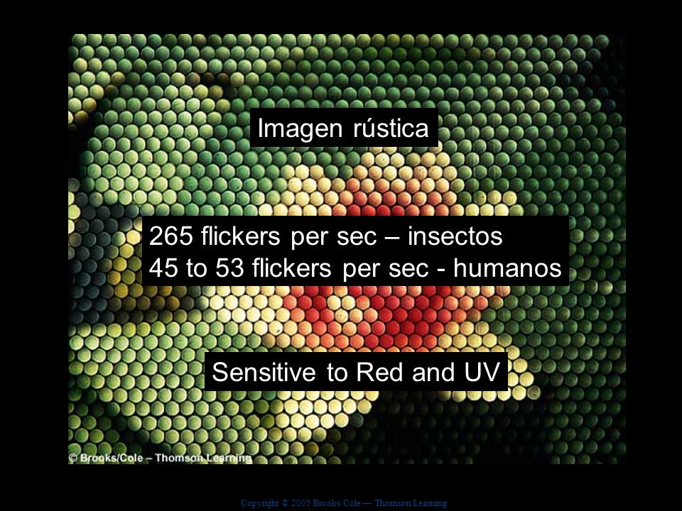 Imagen rústica 265 flickers per sec – insectos. 45 to 53 flickers per sec - humanos.